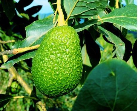 La fruta de Arba Colombia se está destinando en un 70% a Estados Unidos. Al finalizar las campañas de 2025, se espera que la industria colombiana del aguacate registre un 50 – 50 entre ese mercado y Europa.