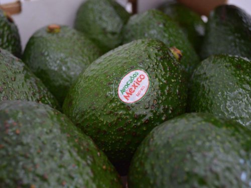 México proyecta récord en producción y exportación de aguacates para 2025