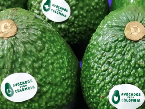 Colombia consolida su posición como potencia exportadora de aguacate Hass