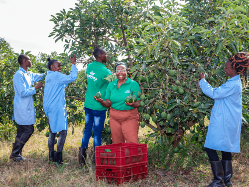 África intensifica sus despachos de aguacates hacia Europa y Asia: Sudáfrica, Kenia, Tanzania y Marruecos al frente del cambio