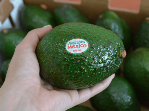 México lanza ambiciosa hoja de ruta para una industria del aguacate más sostenible