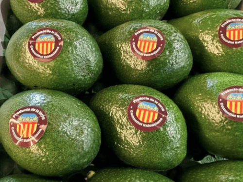 La campaña de aguacate Lamb Hass finaliza antes en la Comunidad Valenciana con buenos resultados comerciales