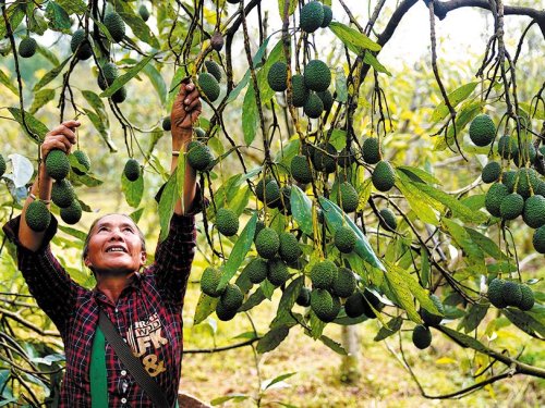 China 2025: ¿Cómo leer el nuevo mapa del aguacate en el gigante asiático?