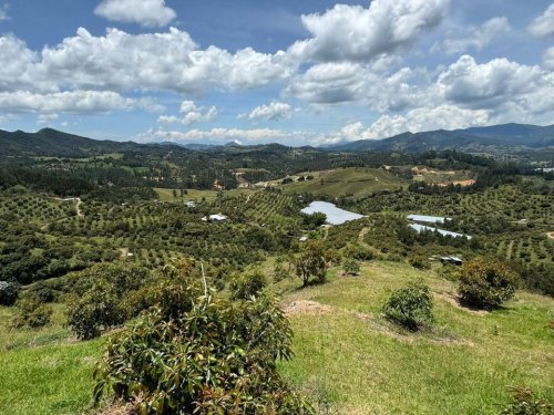 Cosecha de aguacate cae hasta 50% durante Semana Santa en Perú, México y Colombia
