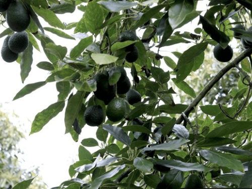 California entra en su mejor temporada de aguacate con una cosecha récord