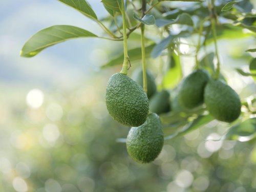 Países Bajos refuerzan su rol como eje central del comercio europeo de aguacates