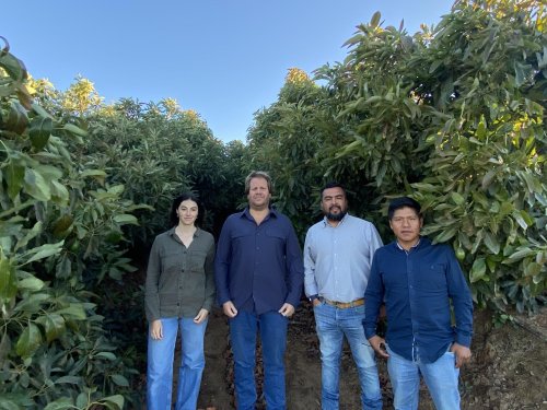 Ampliando la frontera agrícola del aguacate en diferentes zonas productivas de Chile