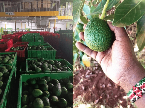Kenia proyecta un repunte en su cosecha de aguacate para 2025 pese a desafíos logísticos y de infraestructura