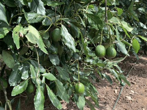 Jalisco se alista para su temporada clave de aguacate con expectativas de calidad y expansión internacional