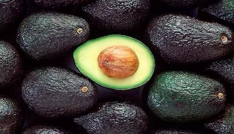 Temporada de aguacate chileno anota la mayor producción en 10 años