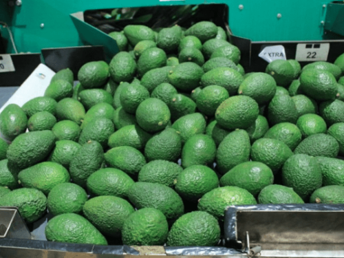 Guatemala alista sus primeros envíos de aguacate a EE. UU. tras aprobación de protocolo fitosanitario