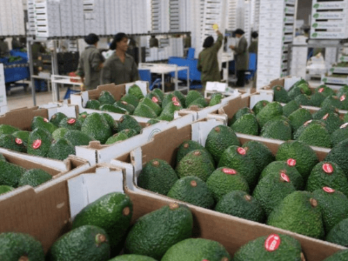 Palta peruana: liderazgo global y nuevos mercados en la mira para 2025