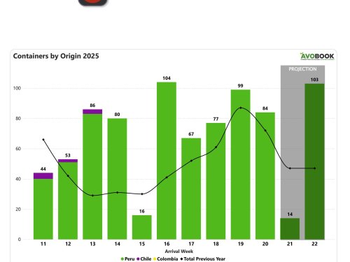 China enfría el ritmo: caen los embarques y los precios del aguacate, en medio de semanas irregulares