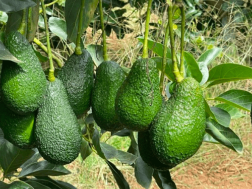 Chile proyecta la mejor temporada de paltas en más de una década