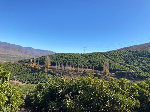 BAIKA FRUIT: Llevando el aguacate a nuevas fronteras productivas en Chile