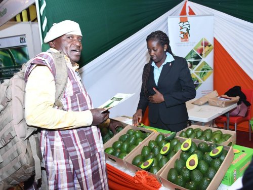 Avocado África 2025 inaugura en Nairobi: Un congreso clave para la industria global del Aguacate