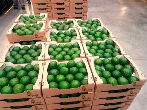 Europa bajo presión: el mercado del aguacate enfrenta sobreoferta y caída de precios