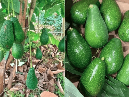 Turquía impulsa su expansión en Europa con aguacates rumbo a Países Bajos