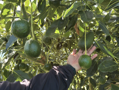 Fig. 2. La forma de la fruta puede variar según el calor posterior a la floración principal o traviesa, en la fase de crecimiento exponencial de la fruta. Será más alargada si hubo temperaturas extremas, o más redondeada si las temperaturas fueron frescas entre el día y la noche.