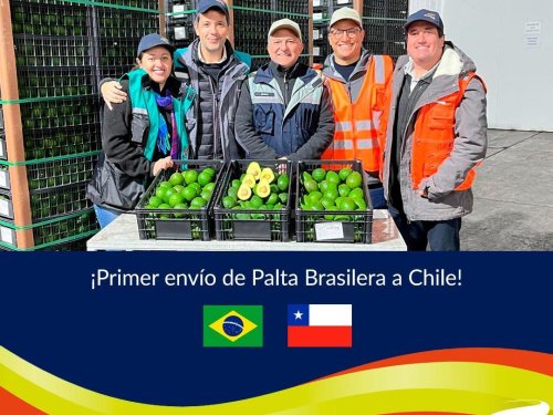 Baika Fruits lidera la primera exportación de aguacate Hass brasileña a Chile y proyecta un nuevo polo de abastecimiento regional