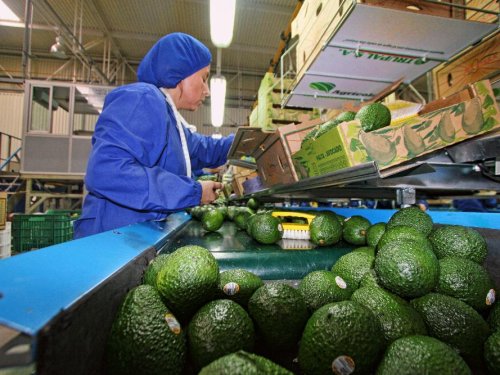 Exportaciones peruanas de aguacate Hass caerán 20% frente a lo estimado, pero crecerán 30% respecto a 2024