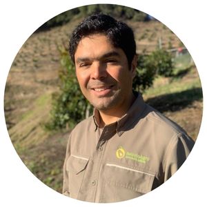 La calidad del aguacate Hass colombiano: base de la confianza