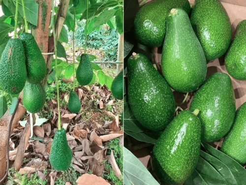 Turquía expande su producción de aguacates y apunta al mercado holandés