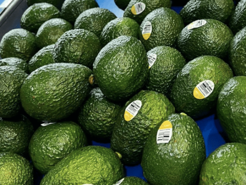 El aguacate colombiano consolida su presencia en EE. UU. y apunta a nuevos mercados