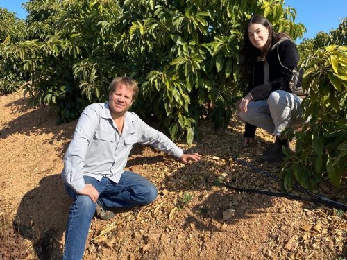 Manejo sustentable del suelo: el cimiento de una producción sostenible de aguacates en BAIKA Fruits