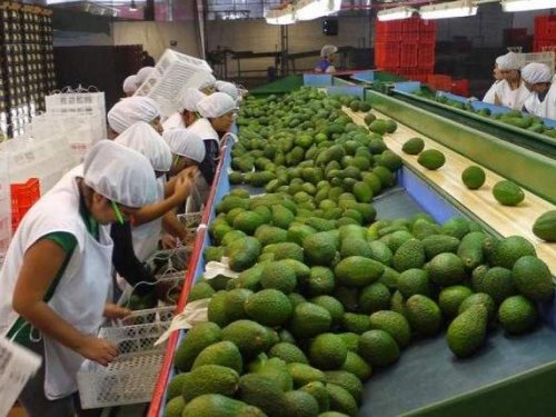 ¿Hasta dónde llegará el volumen de aguacate peruano en 2025 y cómo afectará a los precios internacionales?