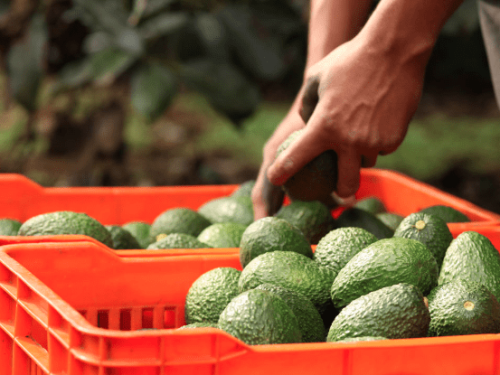 Calavo Growers refuerza la promoción del aguacate mexicano con millonaria inversión en APEAM