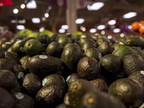 Marruecos alcanza un récord histórico de exportación de aguacate Hass en 2025 con 112.000 toneladas