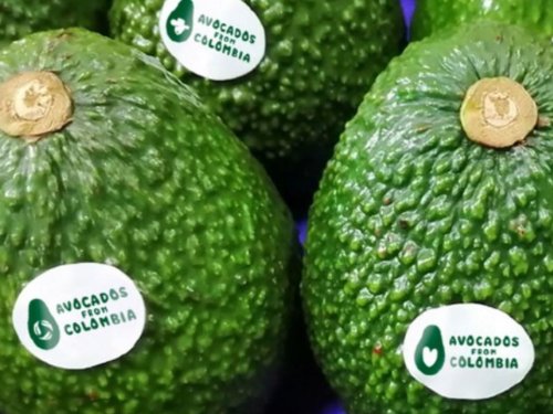 Colombia busca consolidarse como proveedor clave de aguacate Hass en EE. UU. ante baja estacional de México