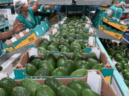 Aguacate peruano supera el ecuador de su campaña con alta demanda y desafíos logísticos