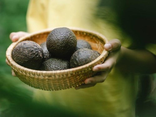 Sustentabilidad y desafíos fitosanitarios: claves para la sostenibilidad del aguacate de México