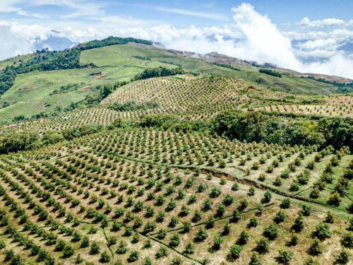 Colombia reporta predios habilitados para exportar aguacate hass a seis mercados internacionales