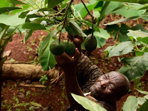 África en la encrucijada del aguacate: ¿Competir con Perú en Europa o conquistar nuevos horizontes?