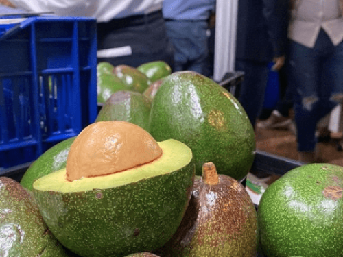 Guatemala apuesta por el aguacate como motor de desarrollo agrícola y exportador