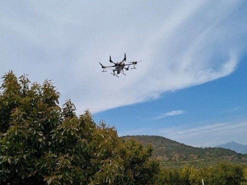 BioPollen Solutions: La revolución de la polinización asistida en la industria del aguacate
