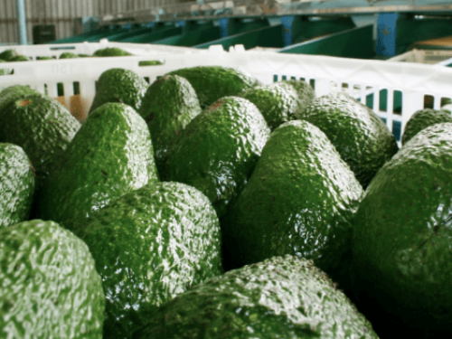 Colombia apuesta en grande: proyecta triplicar exportaciones de aguacate Hass a EE.UU. en 2025