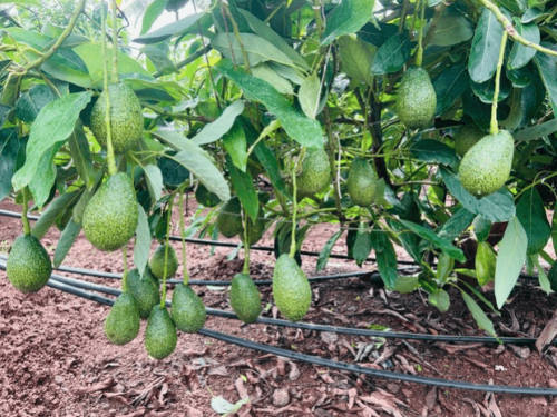India apuesta por el aguacate premium: Maluma se consolida en Nashik