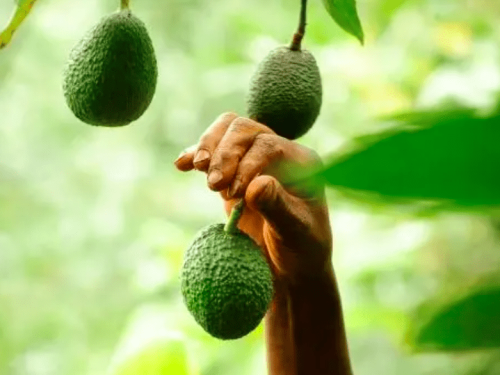 La fruta africana en el mercado español: ¿realidad de liderazgo o complemento estratégico?