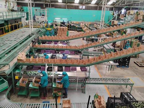 Baika México: una alianza confiable que transforma la relación con los productores de aguacate