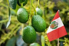 Despachos de aguacate desde Perú alcanzan su punto más alto en Europa en medio de presión sobre precios y logística