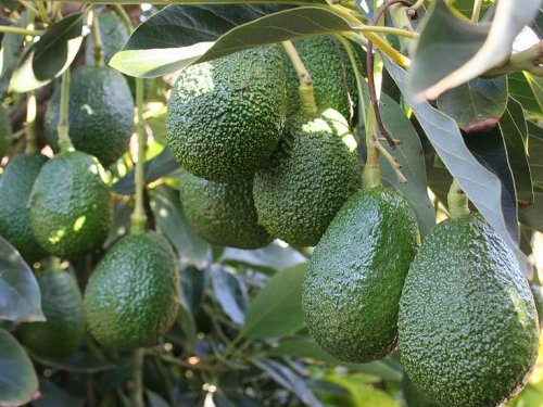 Colombia impulsa el consumo interno de aguacate Hass con enfoque sostenible y deportivo