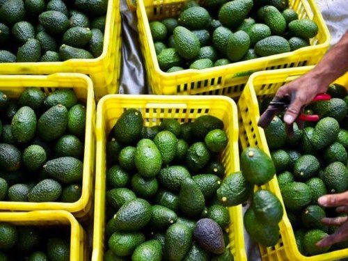 Marruecos se ha ido convirtiendo en uno de los más importantes proveedores de aguacates de España en el inicio de 2025