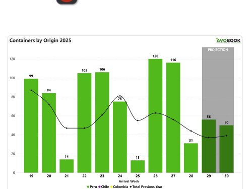Mercado chino de aguacates sigue inestable con fuerte caída semanal