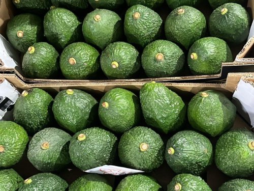 Zonas de cultivo de aguacate crecen un 17% en cinco años en Ecuador