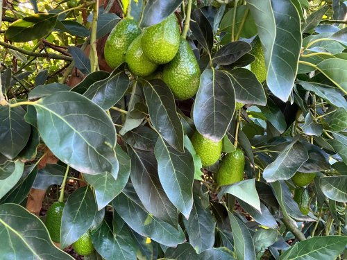 Agricultura regenerativa en acción: cómo Valle Leyda se convirtió en un laboratorio vivo de innovación agro-tecnológica