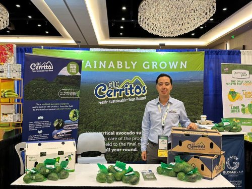 Aguacateros de Jalisco: “Para la temporada 2025-2026 tendremos mejor cosecha que el año anterior”